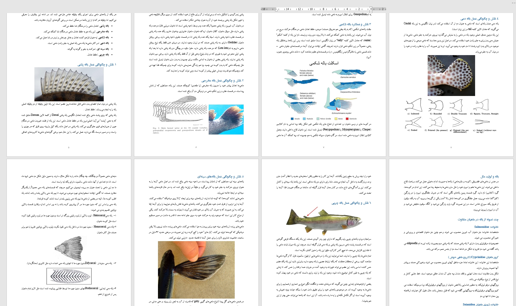 تحقیق باله ها در ماهيان