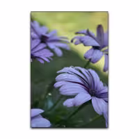 تابلو شاسی گوفی مدل طبیعت گل طرح Nature Flower Daisy کد FLWR11 | دنیای قاب