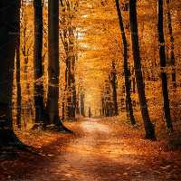 بک دراپ جاده پاییزی با برگ های زرد | گرافیک با طعم تربچه