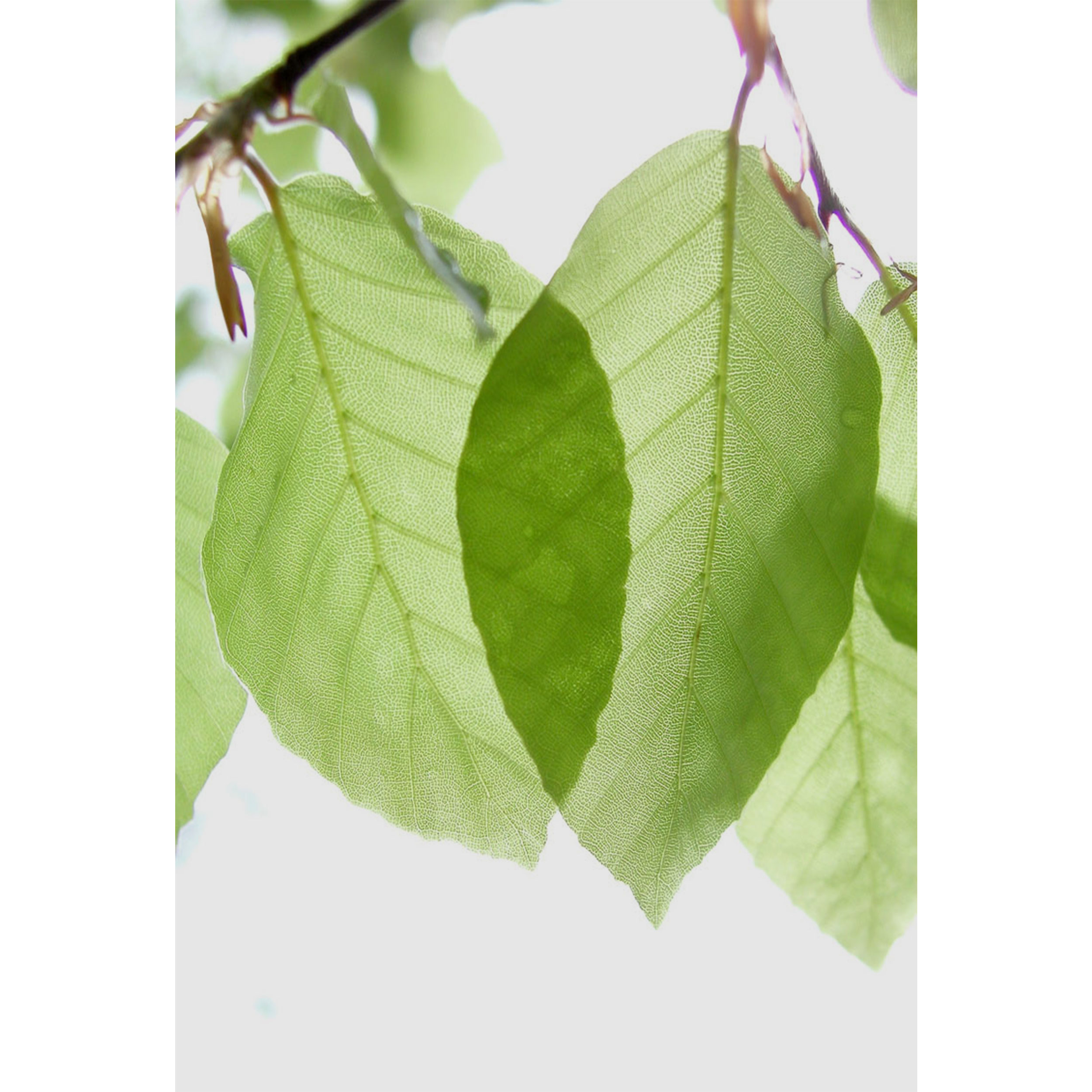 تابلو شاسی مدل برگ T7114