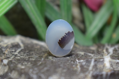 عقیق شجر برزیل