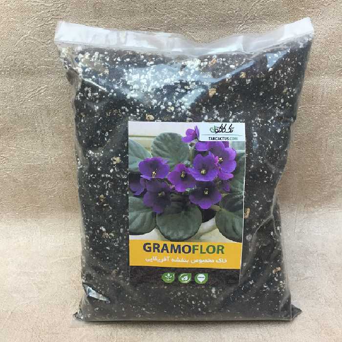 خاک بنفشه آفریقایی گراموفلور(گرامافلور)