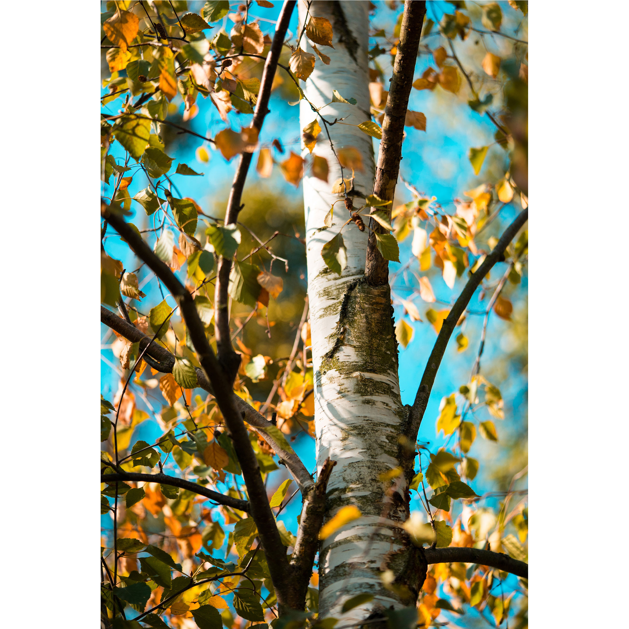 تابلو شاسی طرح شاخه درخت مدل T1748