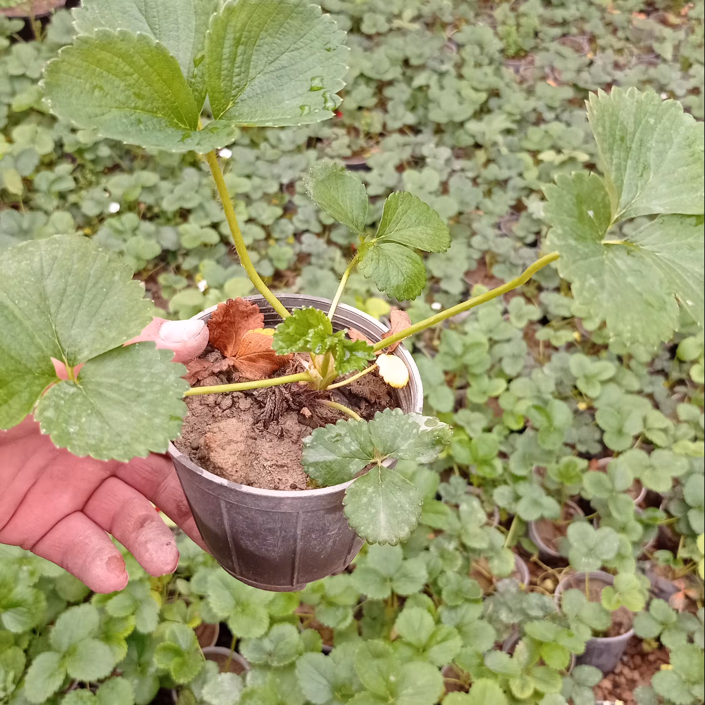 گیاه توت فرنگی 