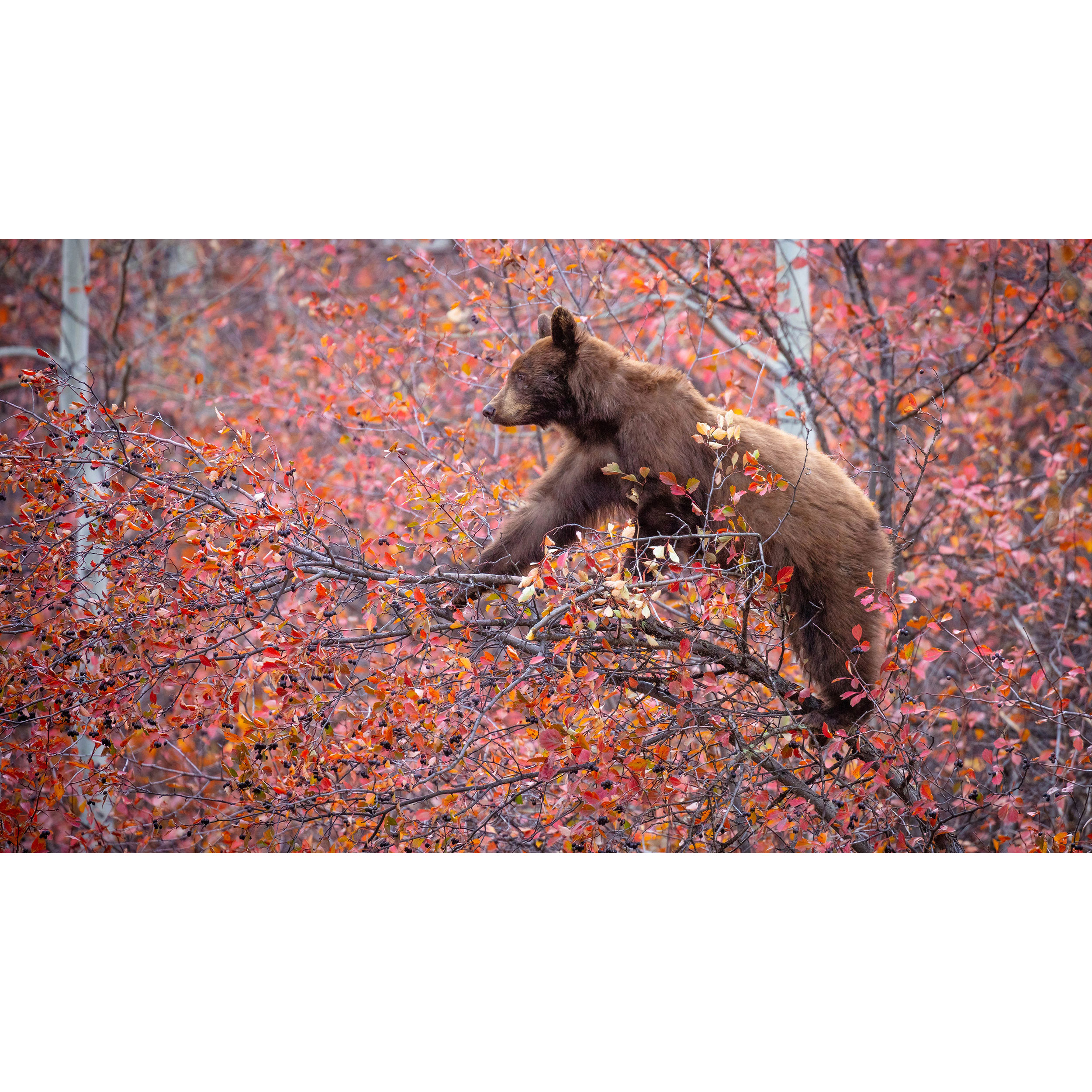 تابلو شاسی طرح خرس روی شاخه درخت مدل T8064
