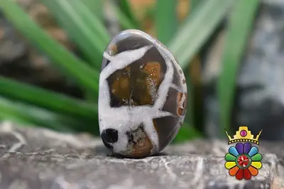 سپتارین مراکش اصل و طبیعی