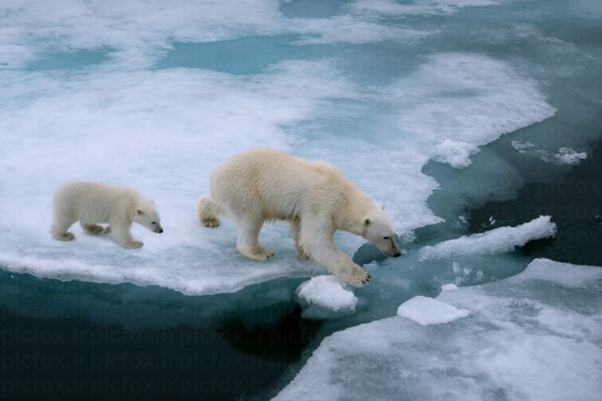 خرید و دانلود عکس Collection of images of cubs bears کد 13145 | پیک فاکس | Pic Fox