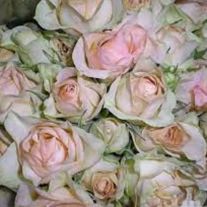 بذر گل رز ملکه 5 عددی