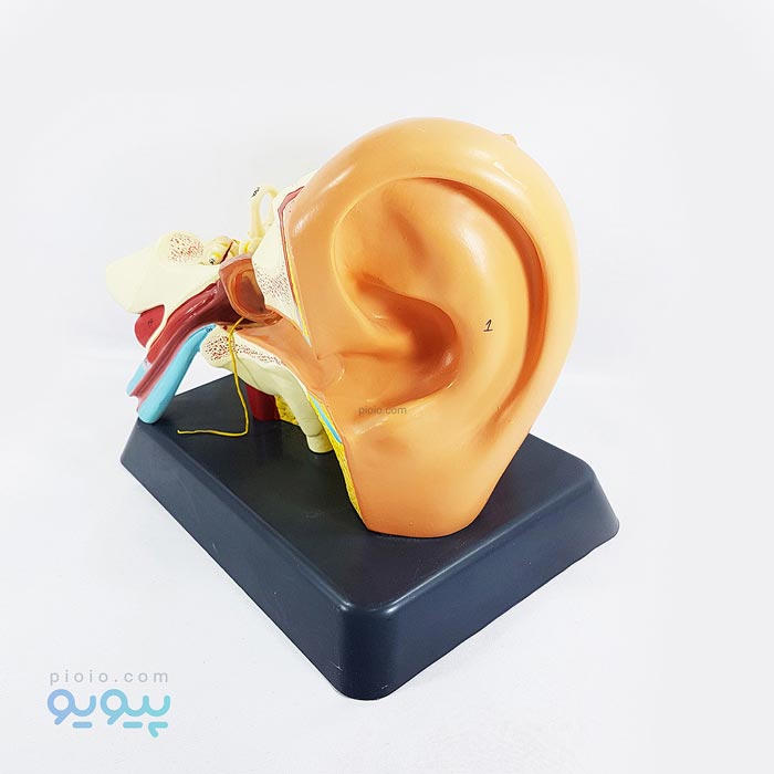 مولاژ گوش انسان