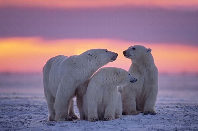 خرید و دانلود عکس Collection of images of cubs bears کد 13135 | پیک فاکس | Pic Fox