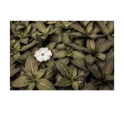 تابلو شاسی مدل گلبرگ