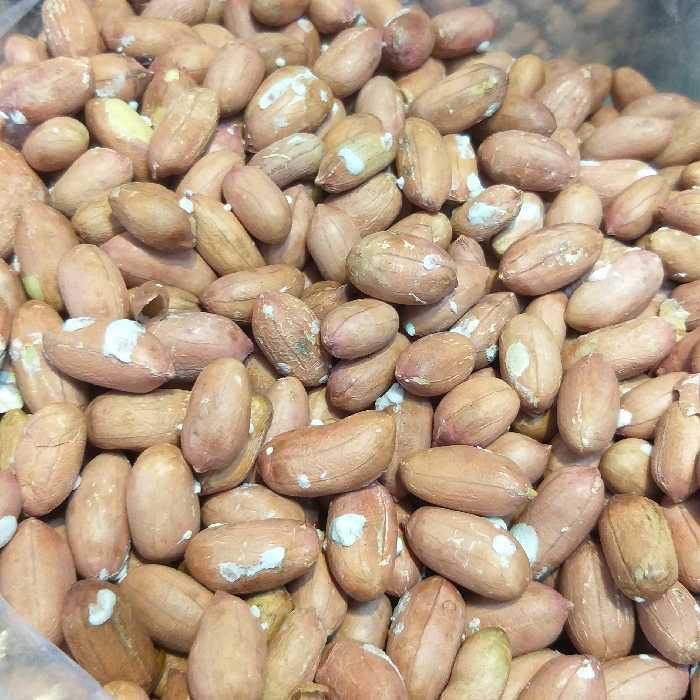 بادام زمینی ریز کیفیت بیست تازه  ارسال رایگان آستانه اشرفیه