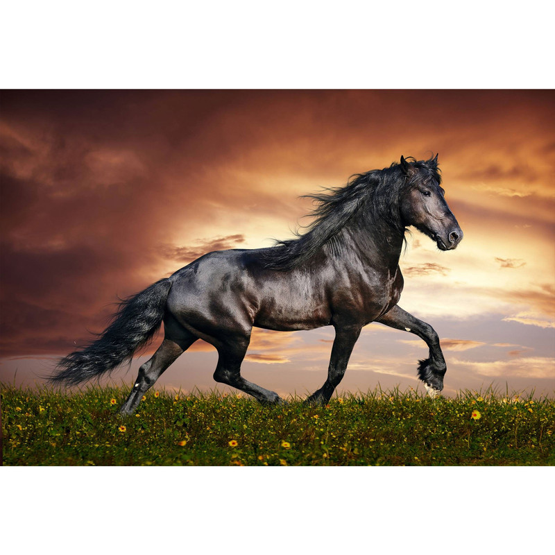 تابلو شاسی طرح حیوان اسب مدل T1313 | دنیای قاب