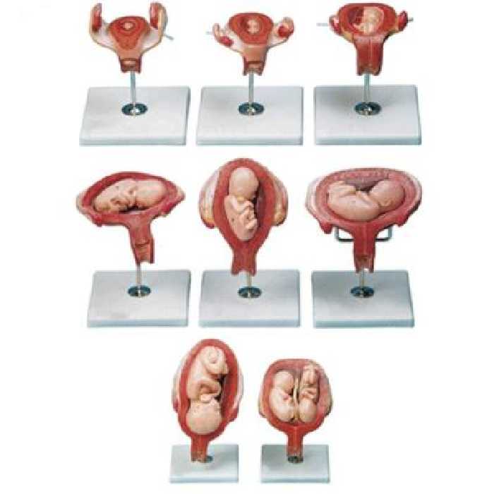 بازی آموزشی مولاژ آناتومی بدن انسان مدل مراحل بارداری
