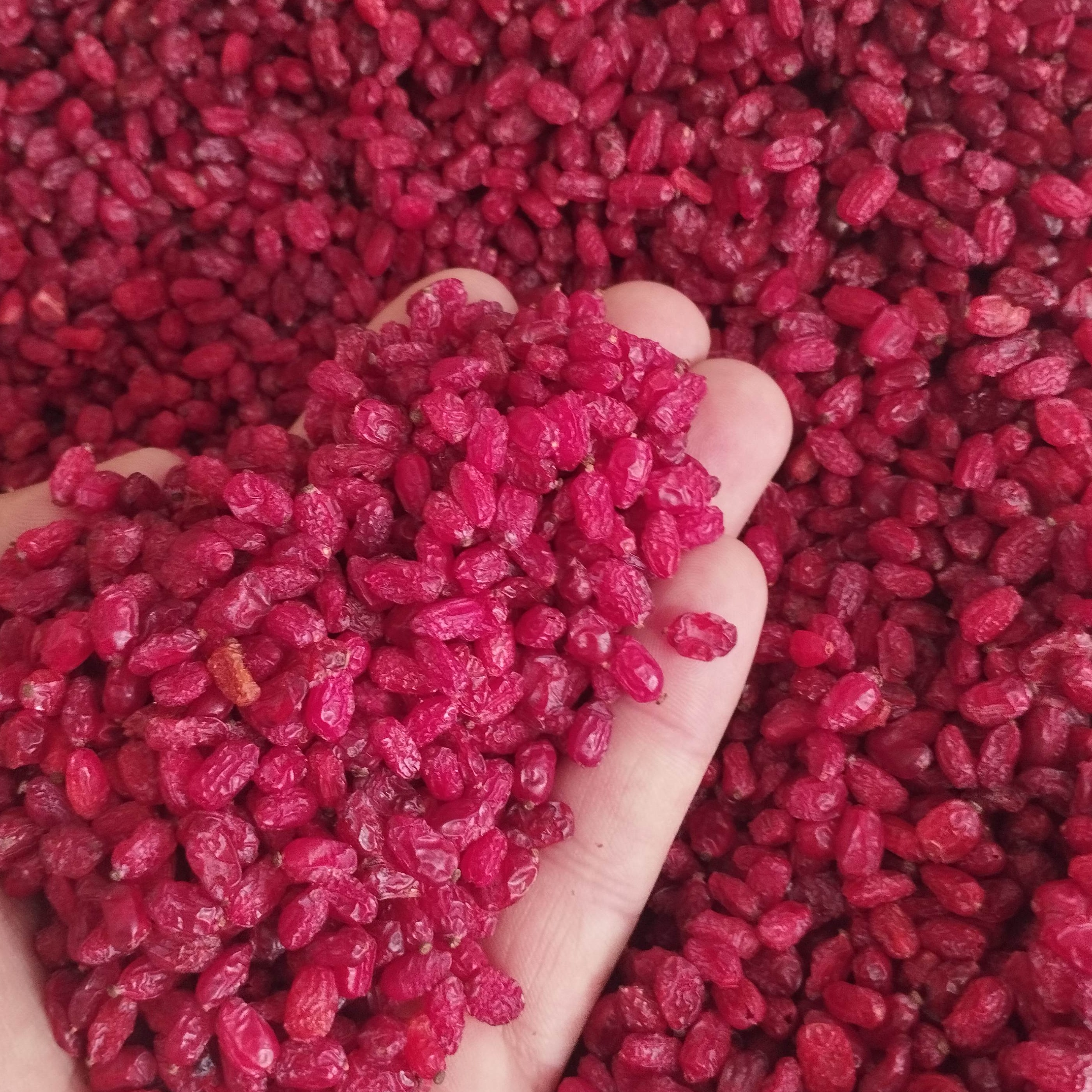 زرشک پفکی امسالی درجه یک  ارسال رایگان 