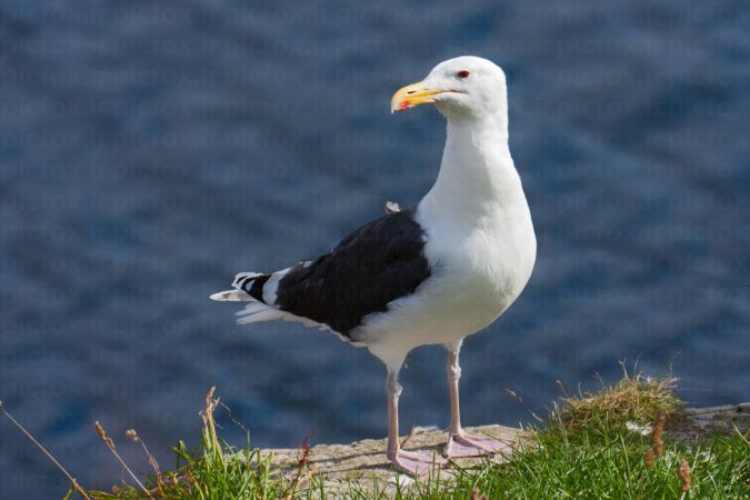 خرید و دانلود عکس Animals-Part-3 - کیفیت بالا | پیک فاکس | Pic Fox