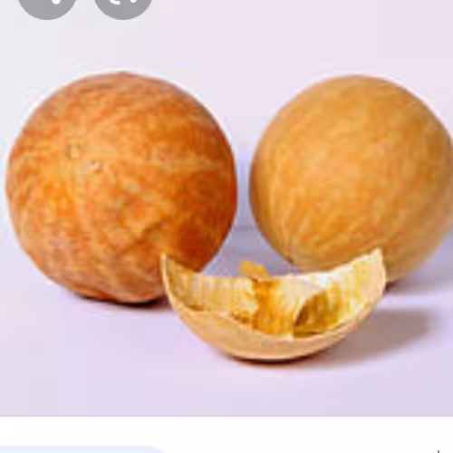 هندوانه ابوالجهل(حنظل)