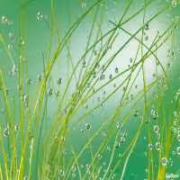 پوستر دیواری کومار مدل 889-8