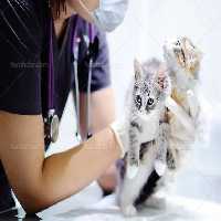 عکس دامپزشک و گربه | گرافیک با طعم تربچه