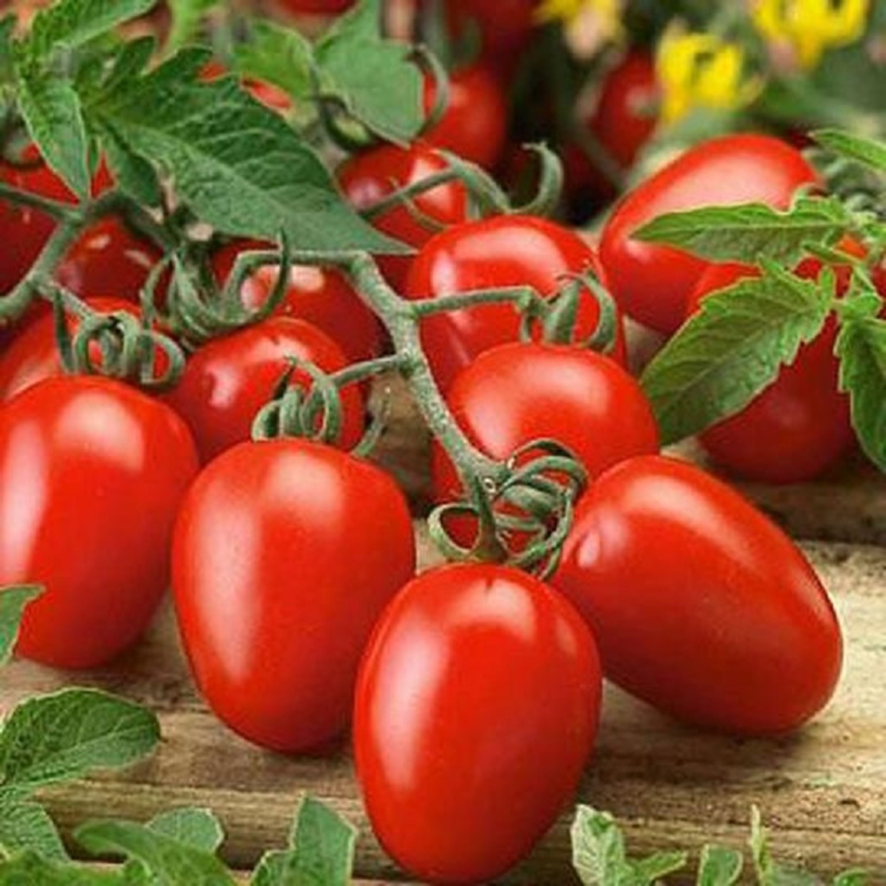 بذر گوجه روما