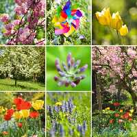 خرید و دانلود عکس Flower-Part-9 کد 18424 | پیک فاکس | Pic Fox