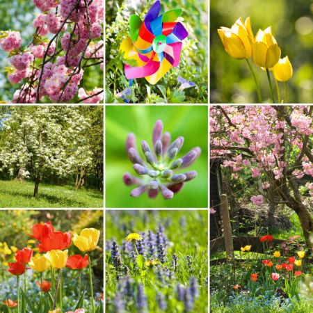 خرید و دانلود عکس Flower-Part-9 کد 18424 | پیک فاکس | Pic Fox
