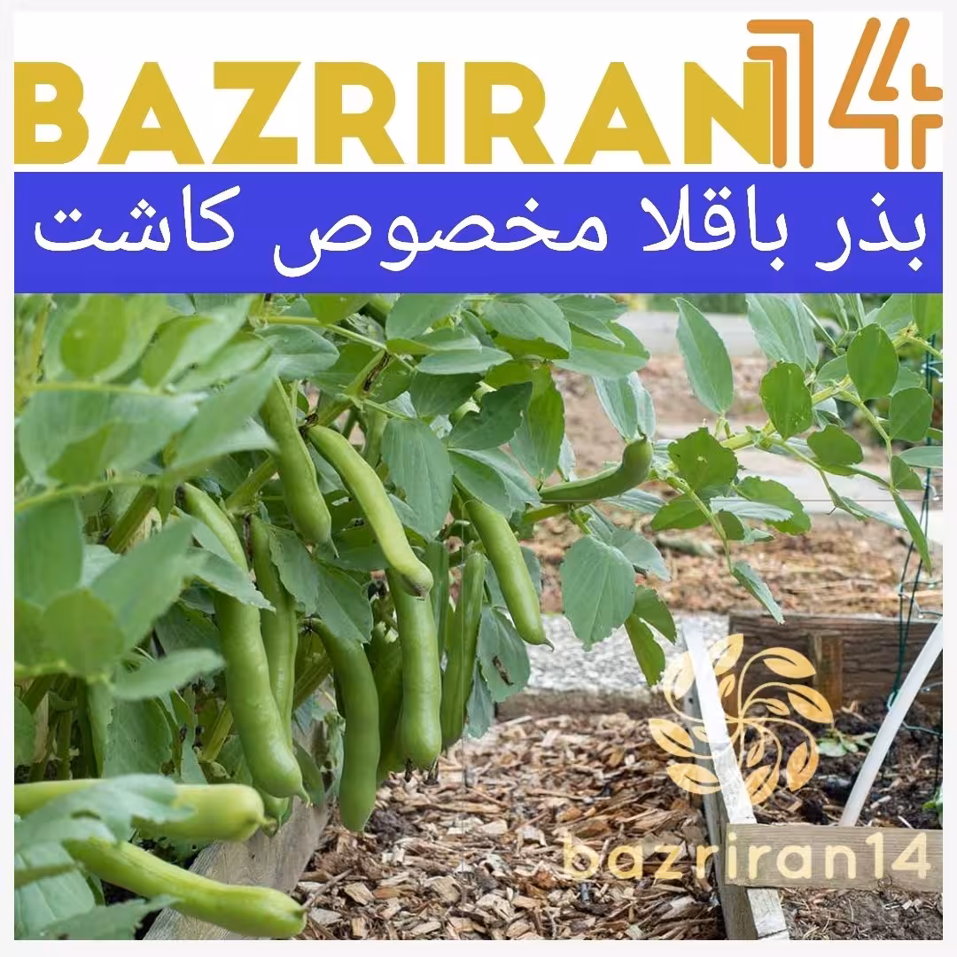 باقلا درجه یک مخصوص کاشت در  باغچه و گلدان