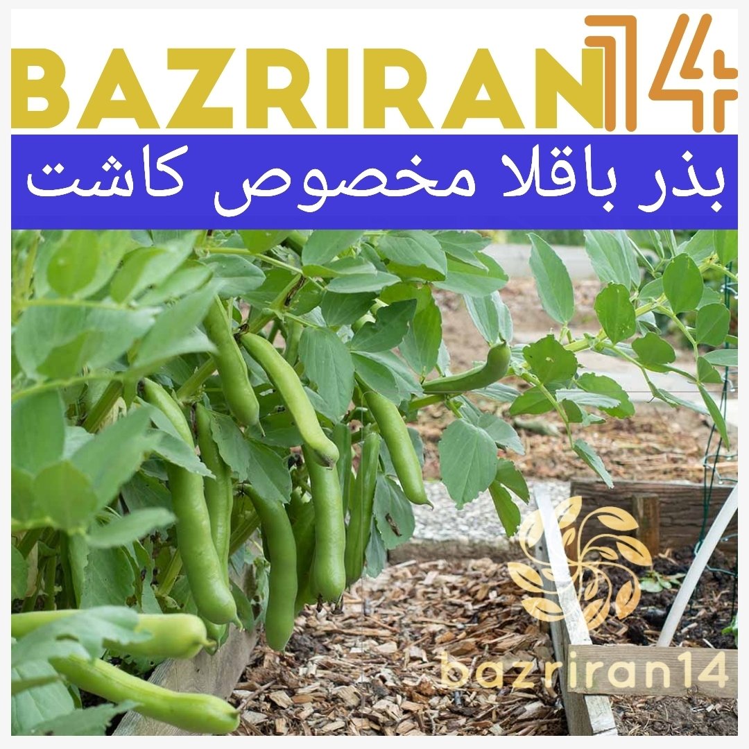 باقلا درجه یک مخصوص کاشت در باغچه و گلدان