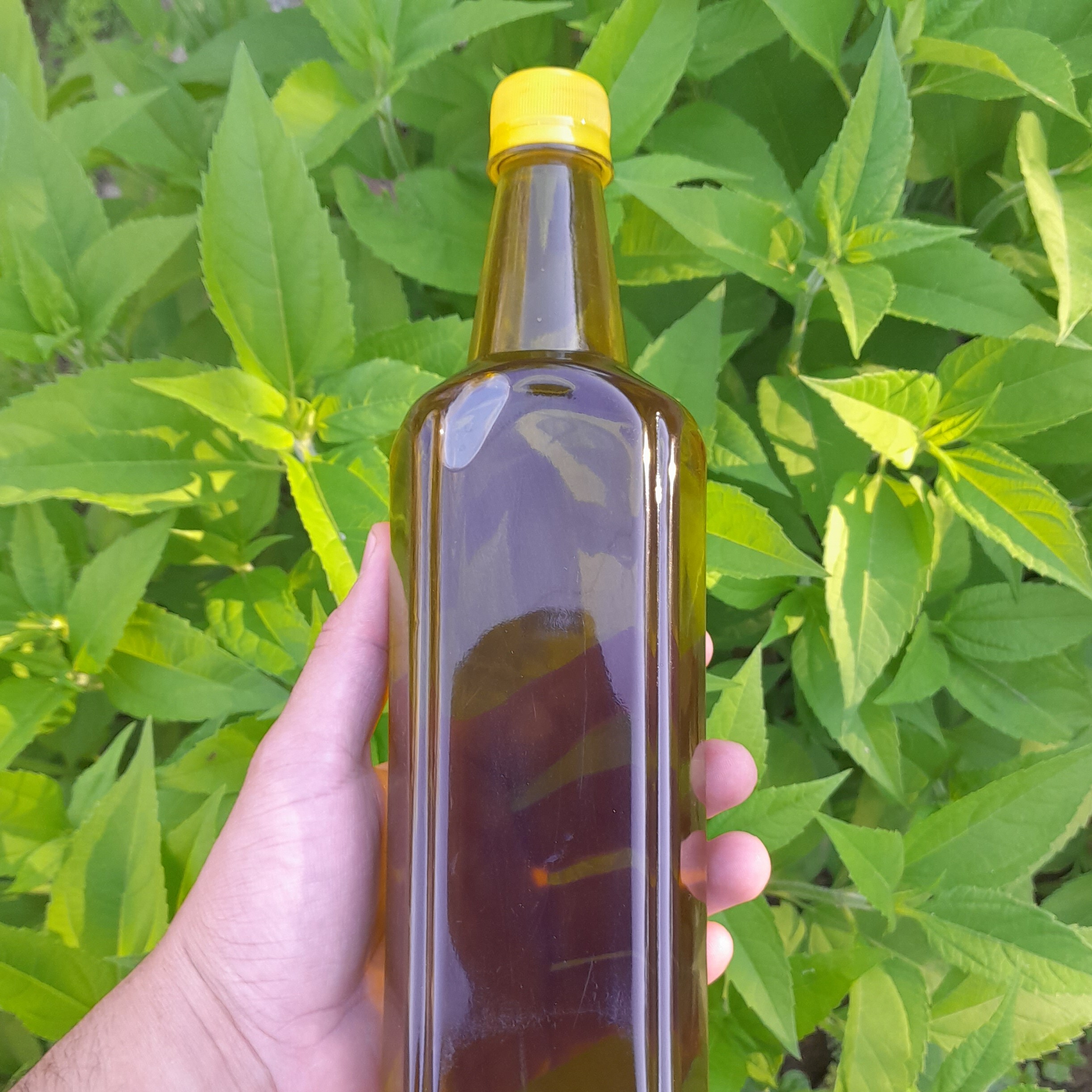 روغن زیتون فرابکربابو پرس سرد(1.5لیتری) تضمین کیفیت از باغدار خرید کنید روغن زیتون خالص روغن زیتون بابو روغن زیتون تازه