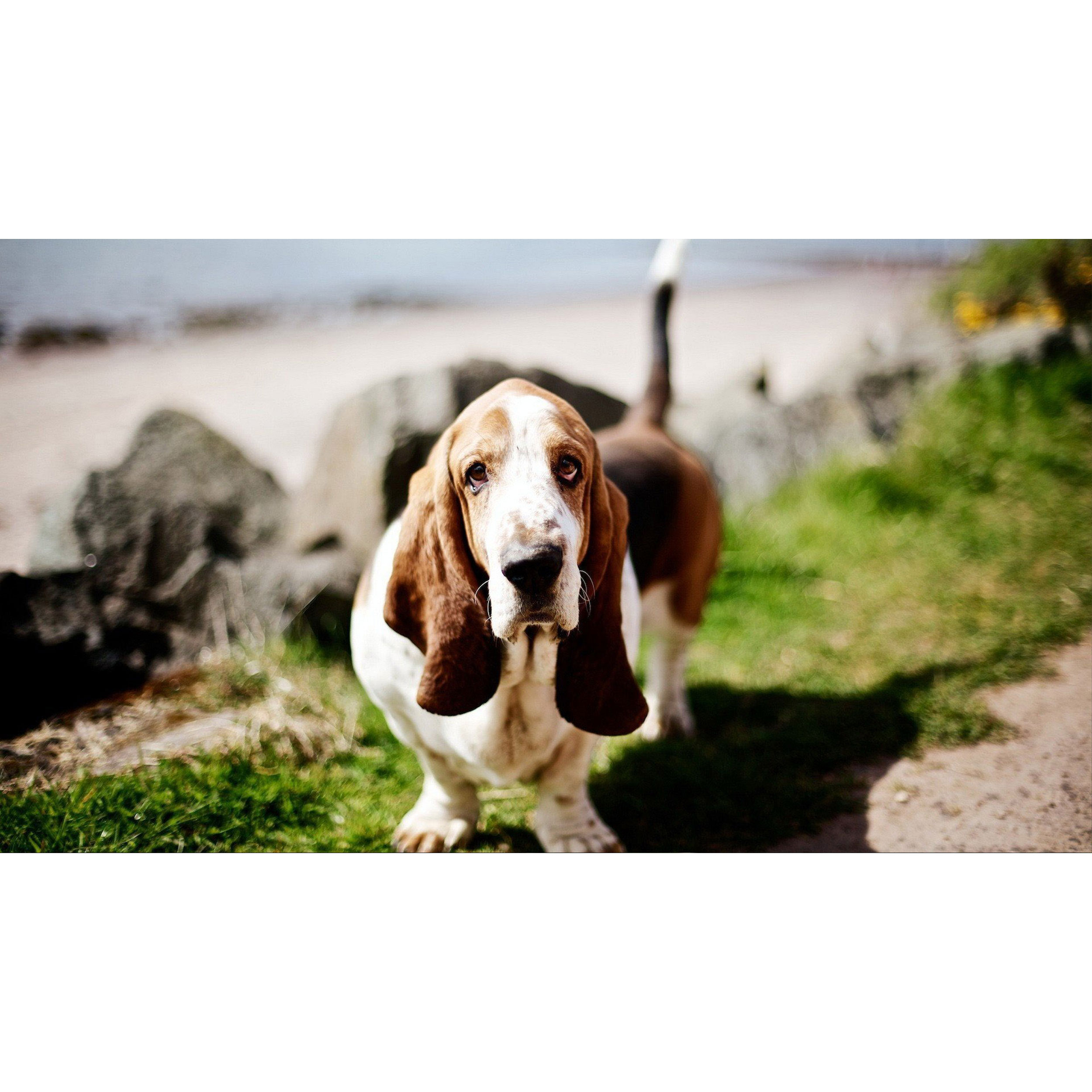 تابلو شاسی طرح سگ مدل T8056