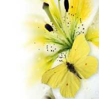 خرید و دانلود عکس Flower-Part-9 کد 18431 | پیک فاکس | Pic Fox