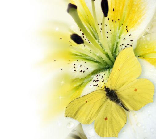 خرید و دانلود عکس Flower-Part-9 کد 18431 | پیک فاکس | Pic Fox