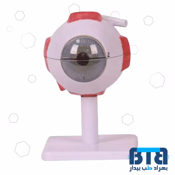 مولاژ چشم انسان 10 برابر اندازه طبیعی