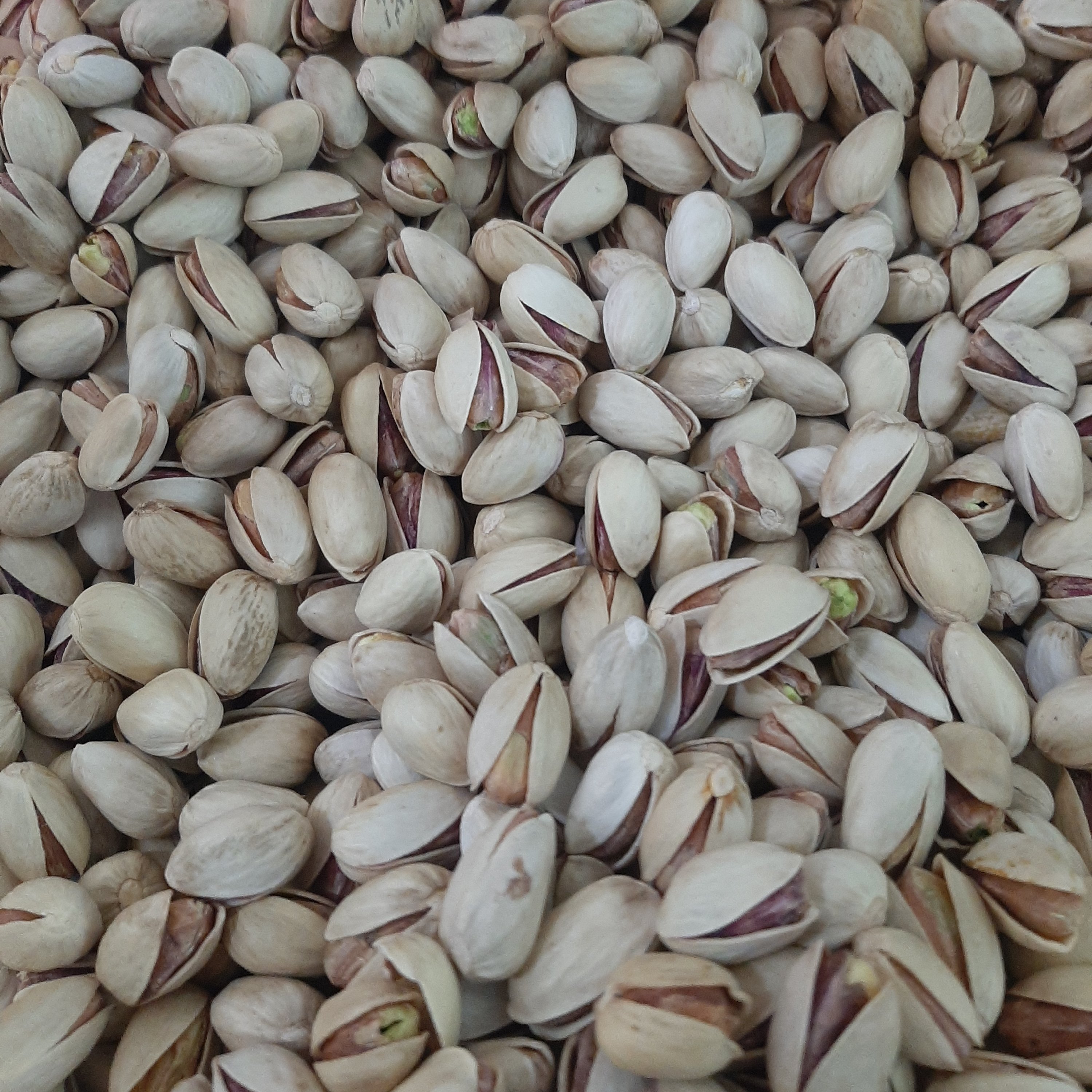 پسته اکبری دستچین 500 گرمی تازه(تضمین کیفیت)