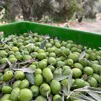 انواع زیتون فراوری شده یاشیل