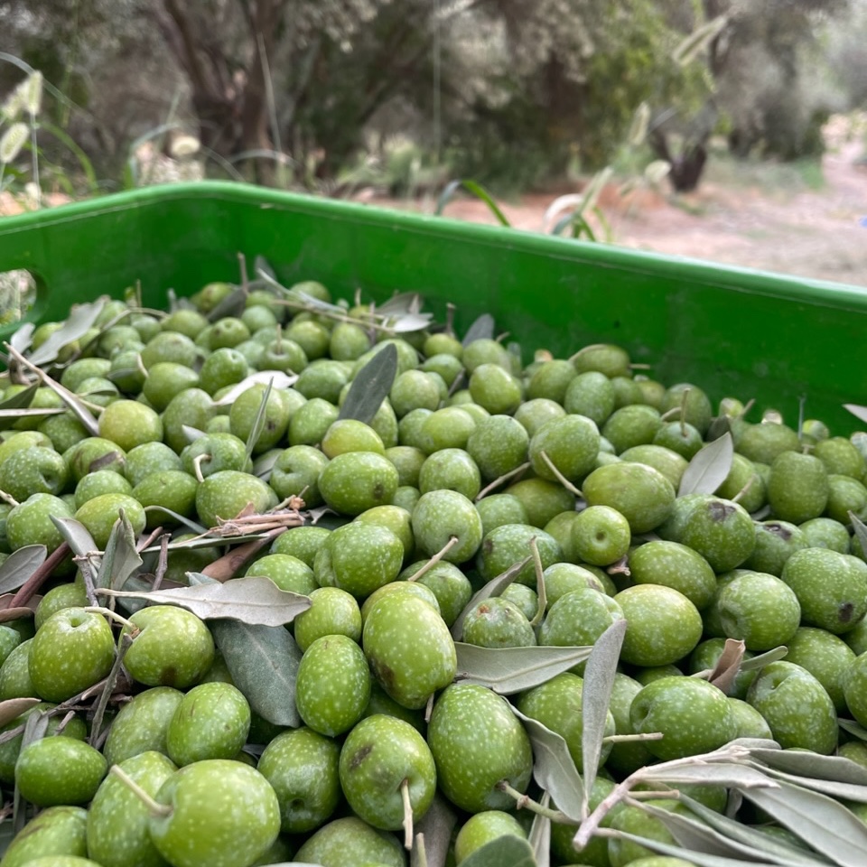 انواع زیتون فراوری شده یاشیل