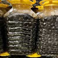 زیتون سیاه ایرانی فرآوری با روغن بدون نیاز به آب با فرآوری بهداشتی و بدون نیاز به بسته بندی با ماندگاری بالا