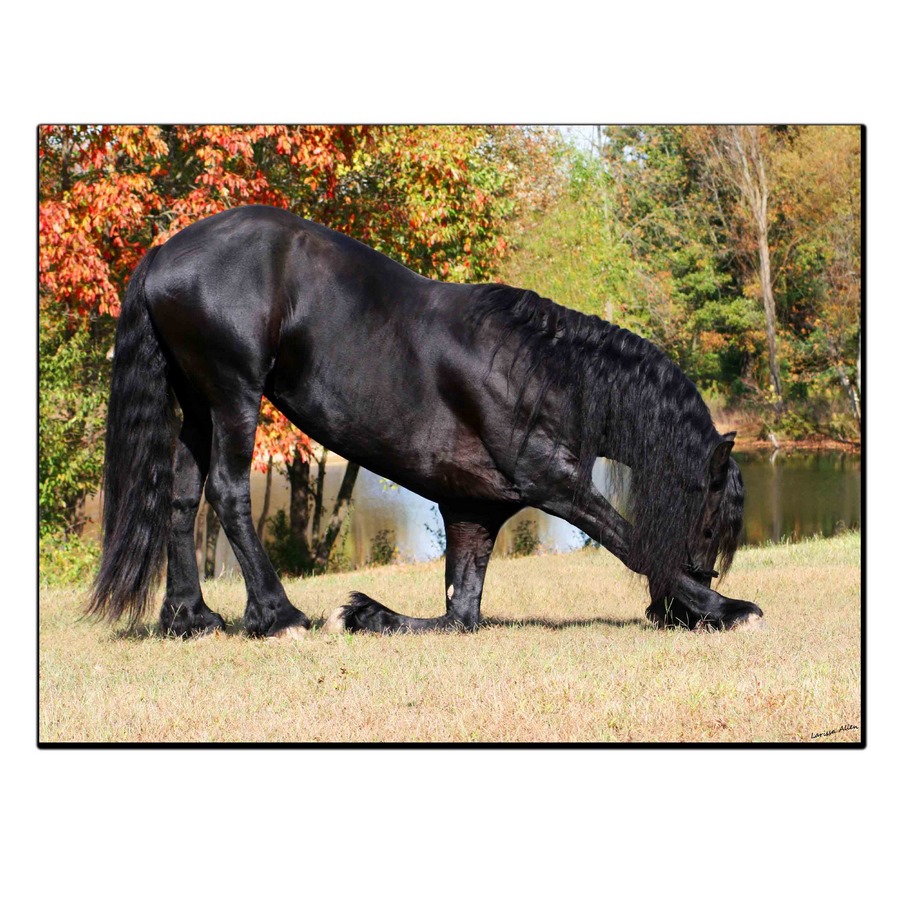 تابلو شاسی بکلیت طرح منظره اسب سیاه مدل SH-11813