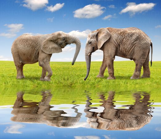 خرید و دانلود عکس تأملی در آب، دو فیل در بازتابی آرام از طبیعت | پیک فاکس | Pic Fox