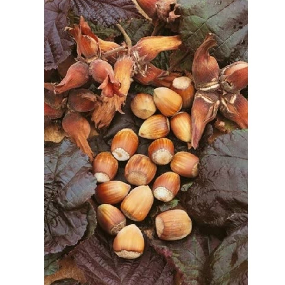 نهال فندق برگ قرمز غول آسا نایاب