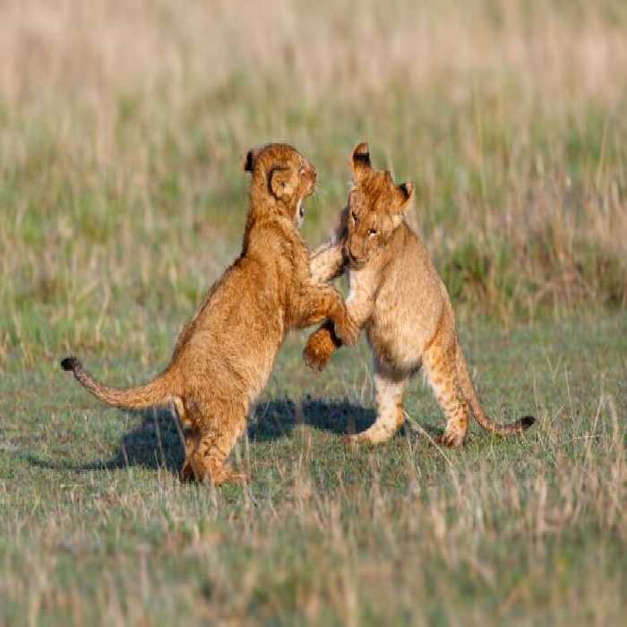 خرید و دانلود عکس Portrait of the legendary Lion کد 41598 | پیک فاکس | Pic Fox