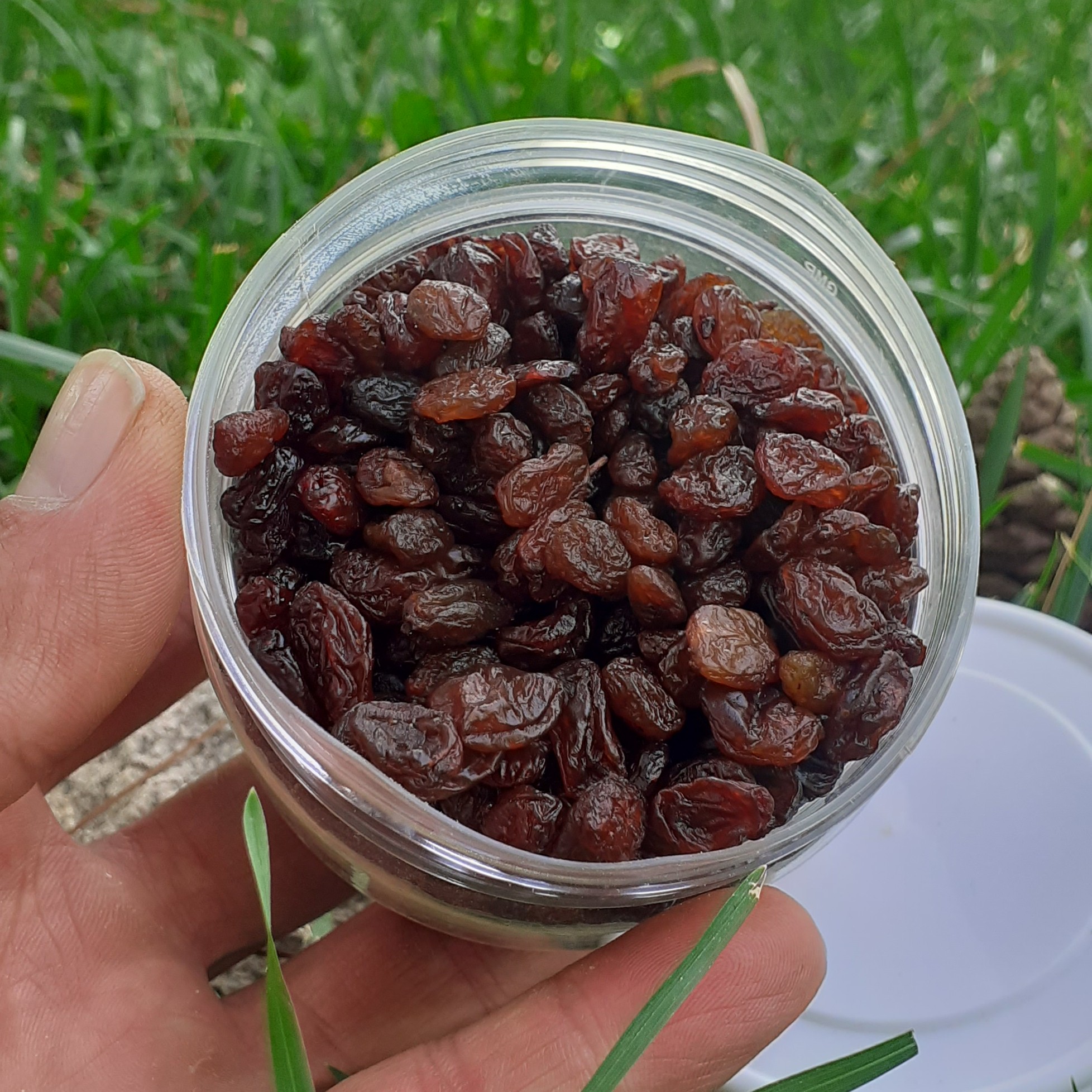 کشمش پلویی آفتابی 300 گرمی