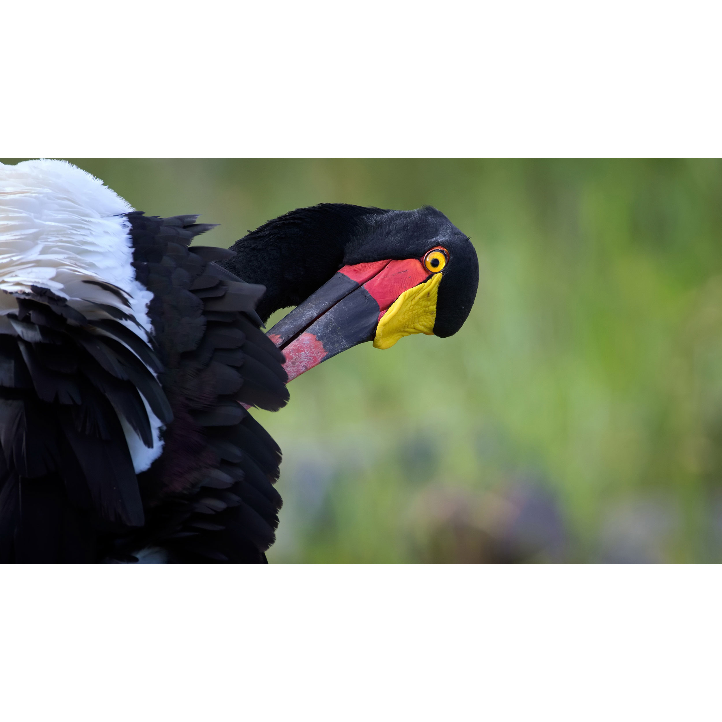 تابلو شاسی طرح لک لک سیاه مدل T7858