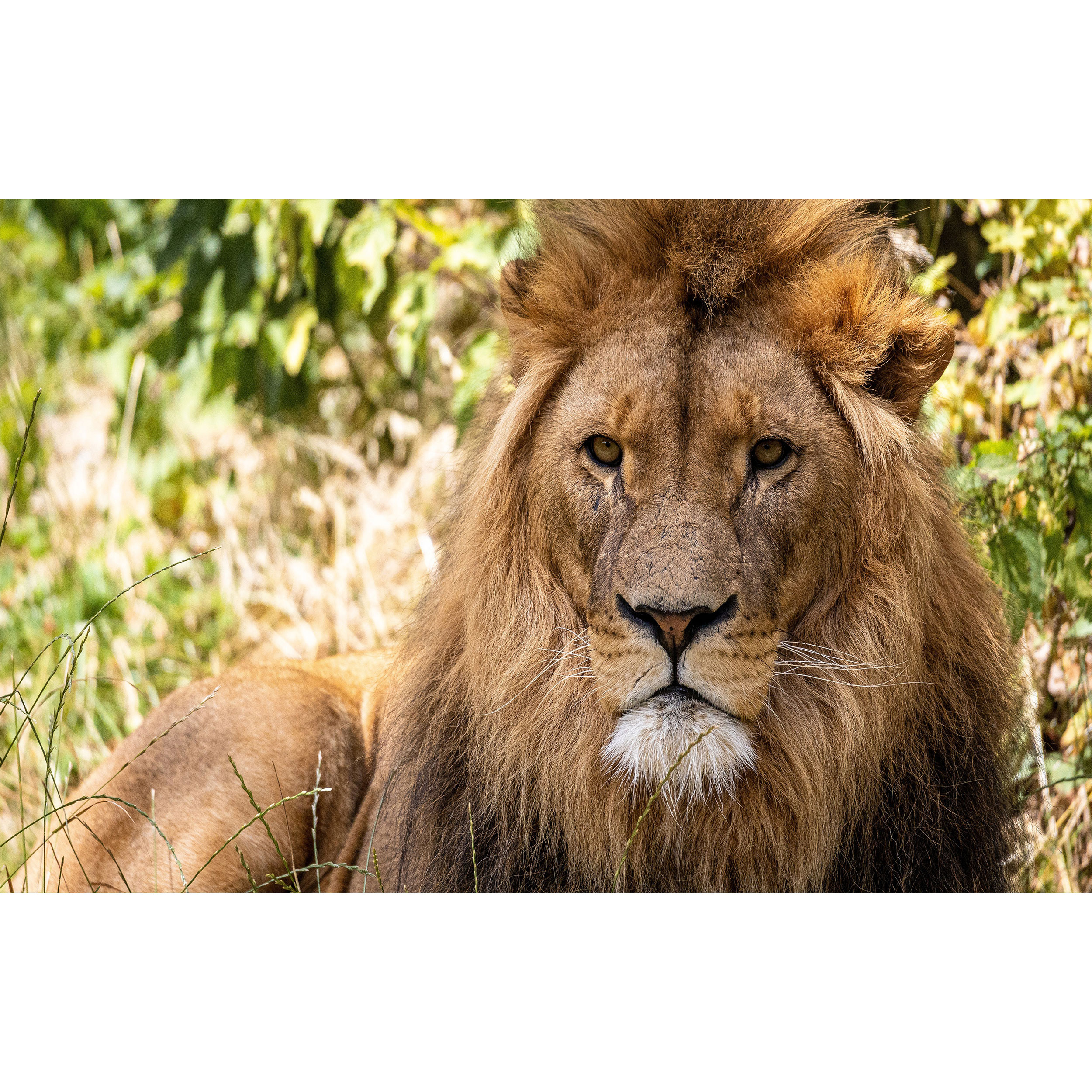 تابلو شاسی طرح شیر مدل T7811