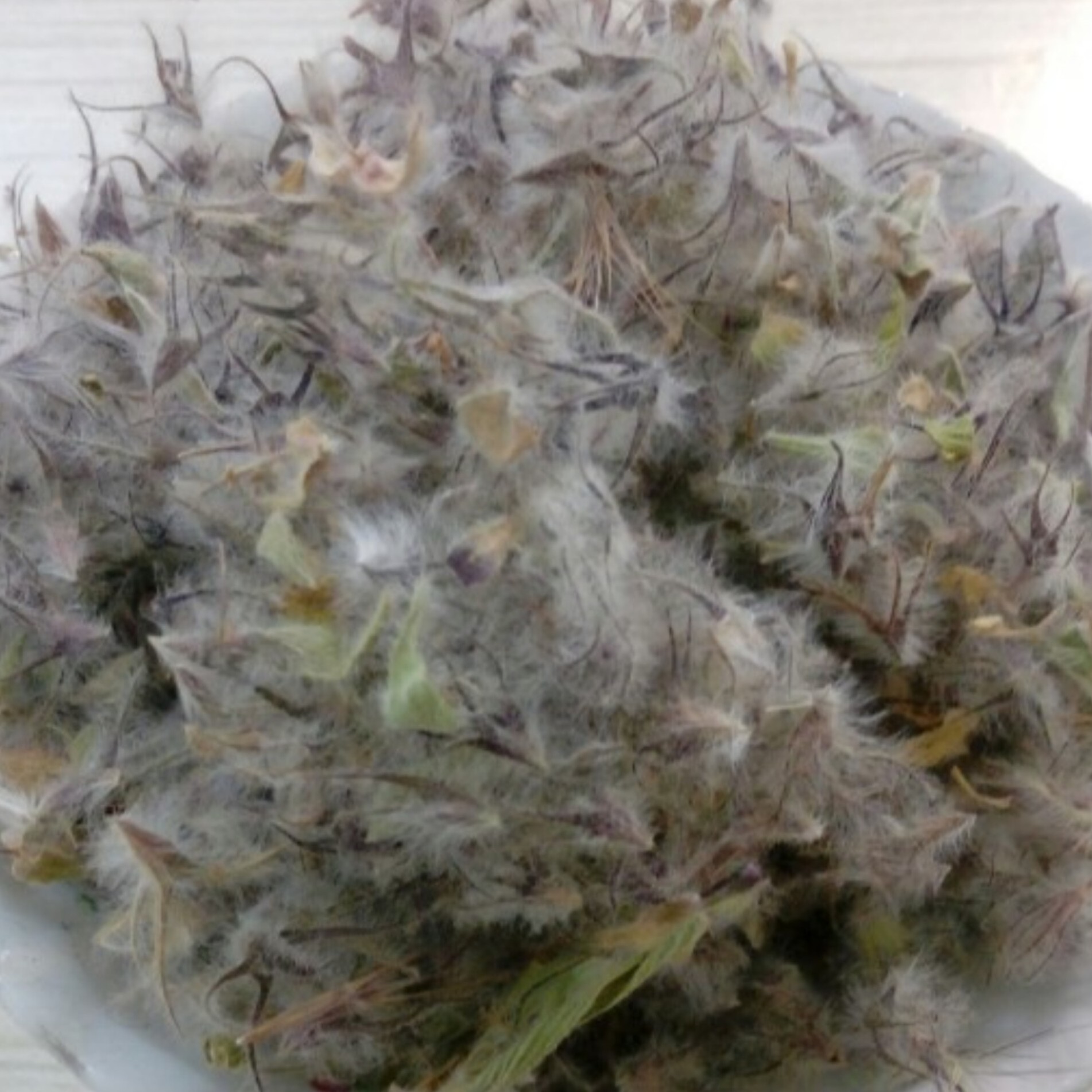 چای کوهی ( توکلیجه) 50 گرمی