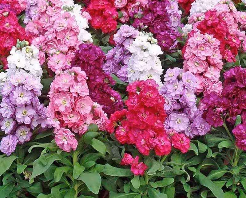 پاورپوینت گل شب بو