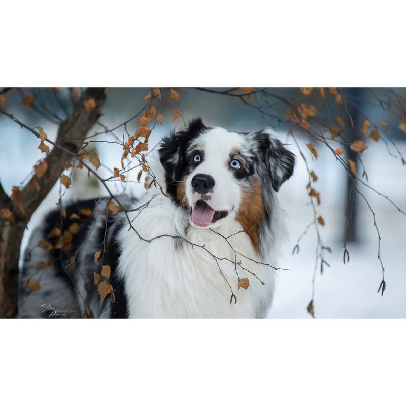 تابلو شاسی طرح سگ مدل T7998 | دنیای قاب