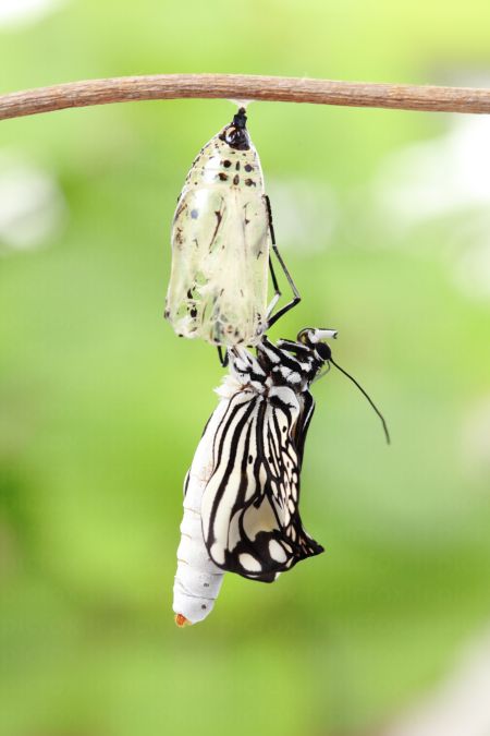 خرید و دانلود عکس Animals-Part-5 - کیفیت بالا | پیک فاکس | Pic Fox