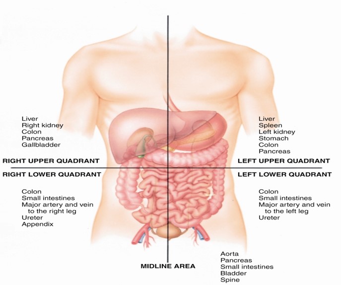 پروژه پاورپوینت شکم ( Acute Abdomen )