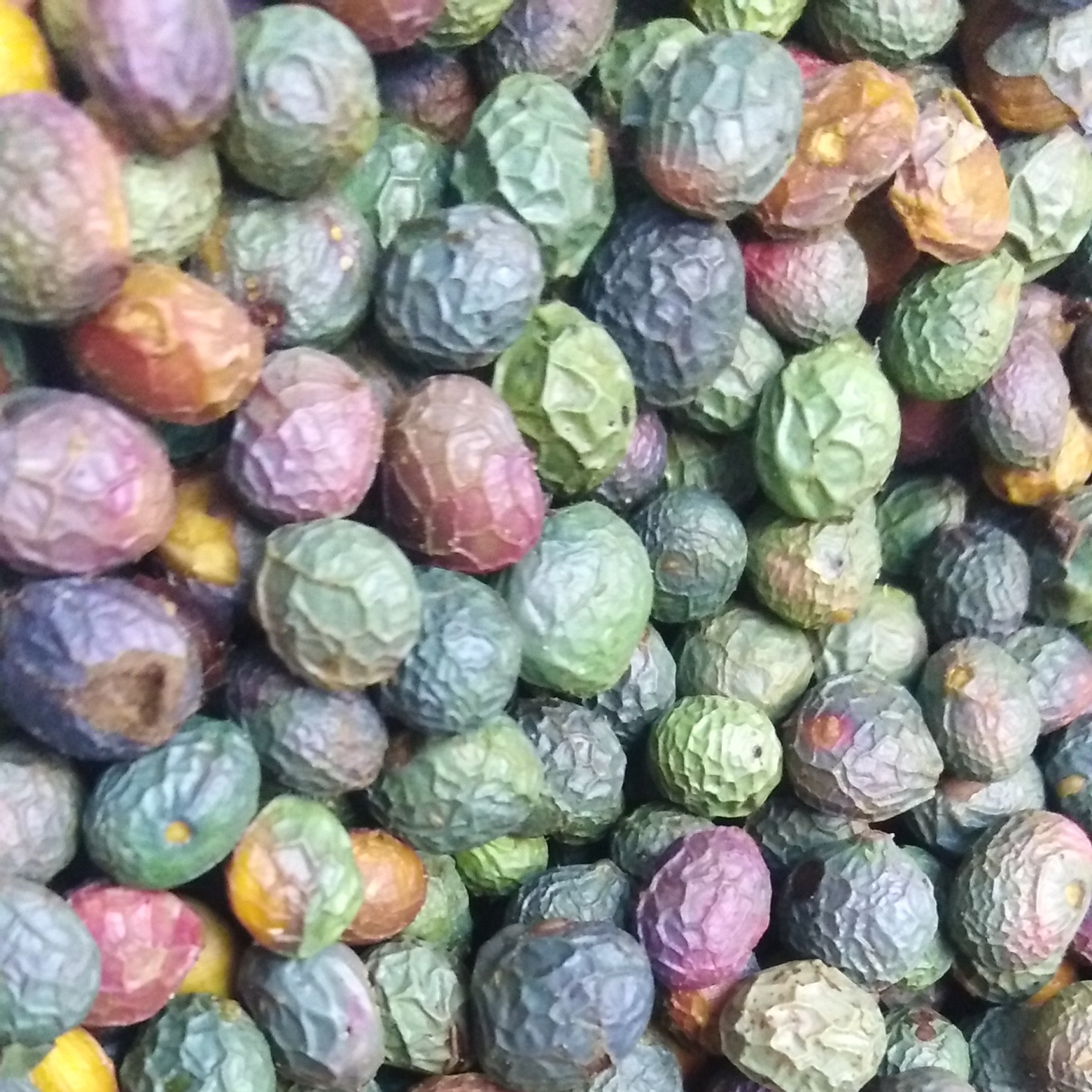 بنه (پسته کوهی) اعلا یک کیلویی فوق العاده پرمغز و پر چرب
